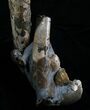 Baculite & Ammonite Specimen - South Dakota #6099-5